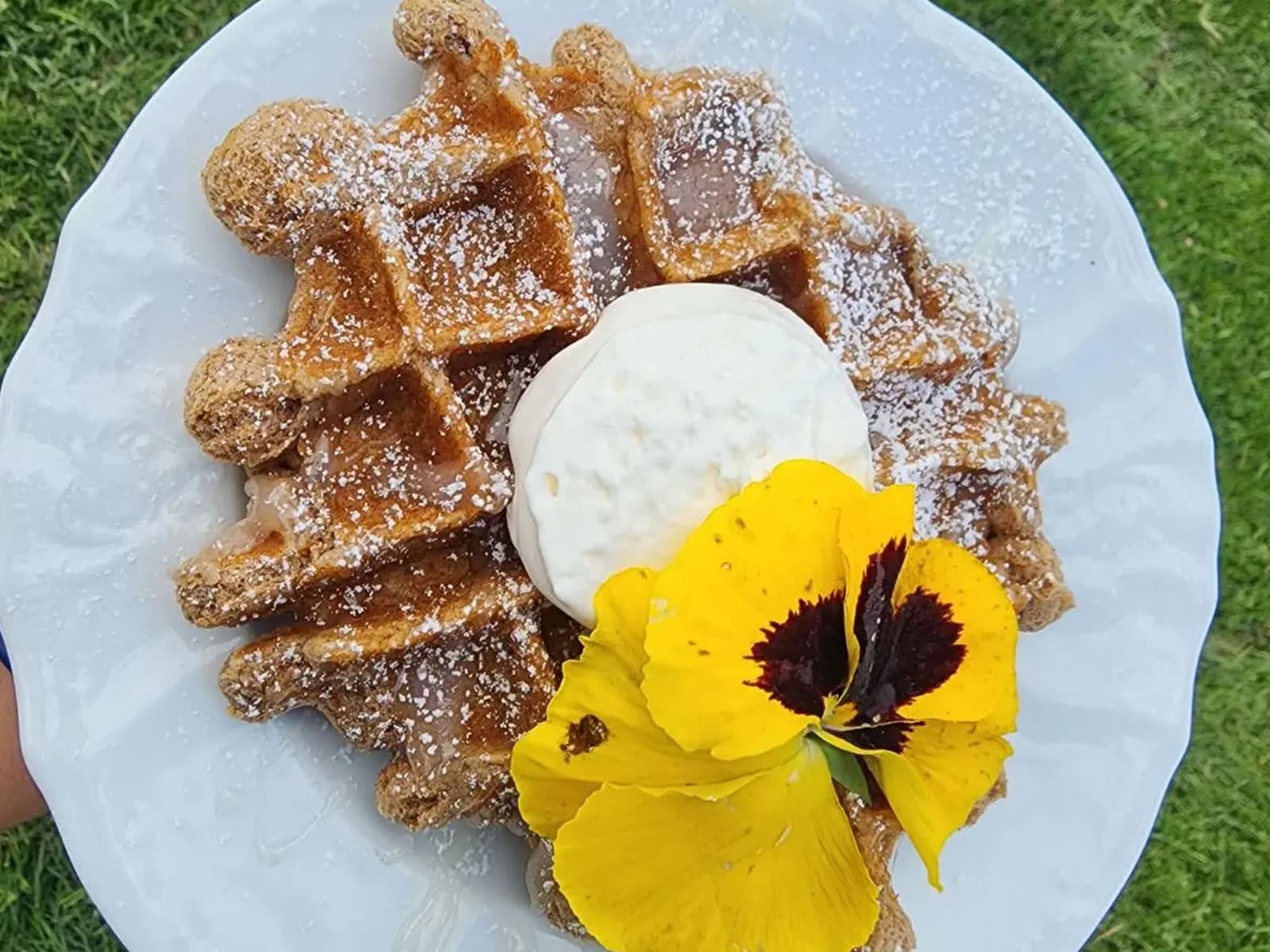 A plate of waffles topped with whipped cream and a yellow flower, dusted with powdered sugar.